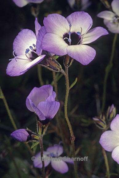 gilia tricolor ssp diffusa 1 graphic